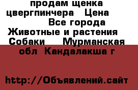 продам щенка цвергпинчера › Цена ­ 15 000 - Все города Животные и растения » Собаки   . Мурманская обл.,Кандалакша г.